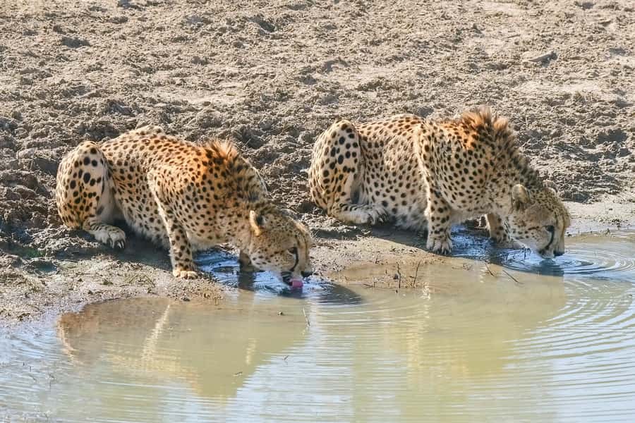 From Johannesburg: Full-Day Kruger National Park Safari - Coffee break in Nelspruit, then into Kruger proper