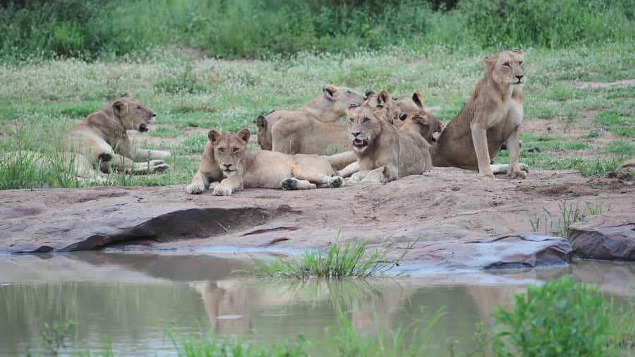 From Johannesburg: Full-Day Kruger National Park Safari - Skukuza Camp Kruger Park and the lunch timing strategy
