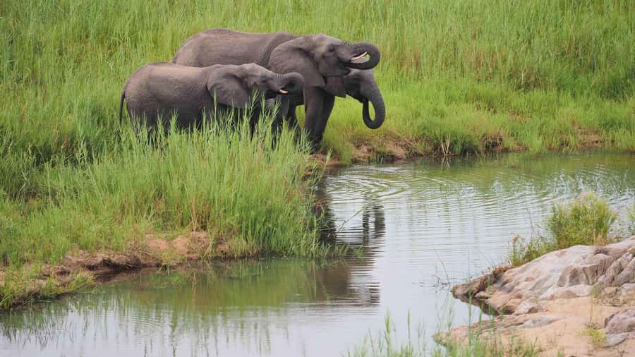 From Johannesburg: Full-Day Kruger National Park Safari - The guided safari drive: Big Five focus and real-world viewing