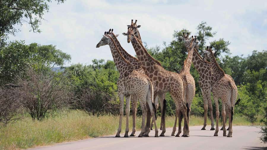 From Johannesburg: Full-Day Kruger National Park Safari - Who should book, and who should skip this day trip