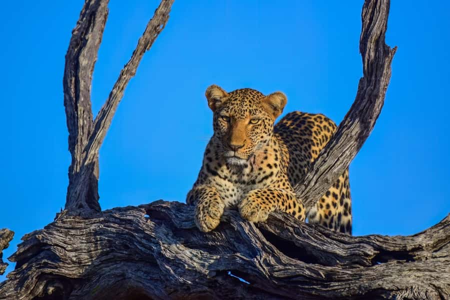 From Johannesburg: Full-Day Kruger National Park Safari - Pickup, breakfast in Middleburg, and the driving reality