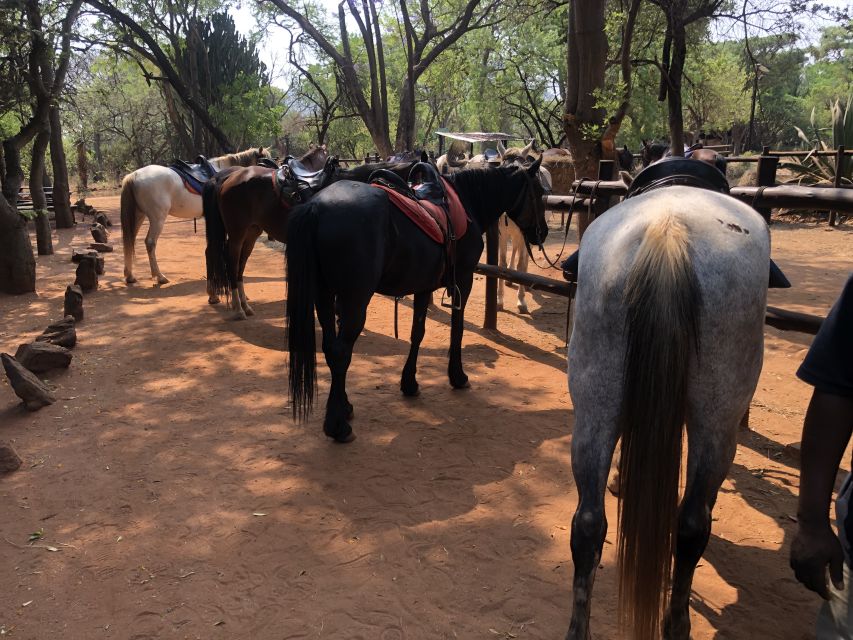 From Johannesburg: Horse-Riding Safari and Cable Car Tour - The 2-Hour Horse Safari: Up Close With Antelope From the Saddle