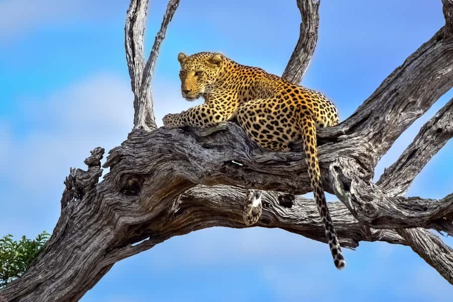 From Johannesburg: Kruger National Park 3-Day Safari - Key moments to know before you go