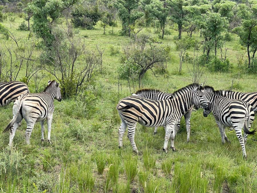 From Johannesburg: Kruger National Park 3-Day Safari - Who this 3-day Kruger safari suits best