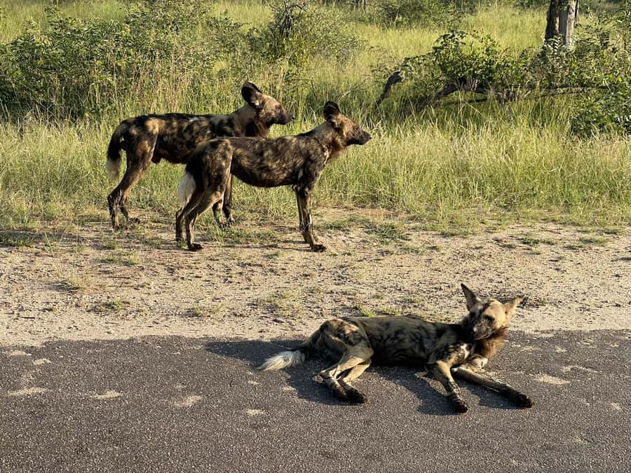 From Johannesburg: Kruger National Park 3-Day Safari - Tembo Guest Lodge in Hazyview: a simple base that works