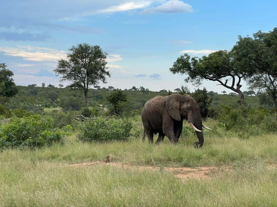 From Johannesburg: Kruger National Park 3-Day Safari - Price and value: what $825 includes, and what you should budget