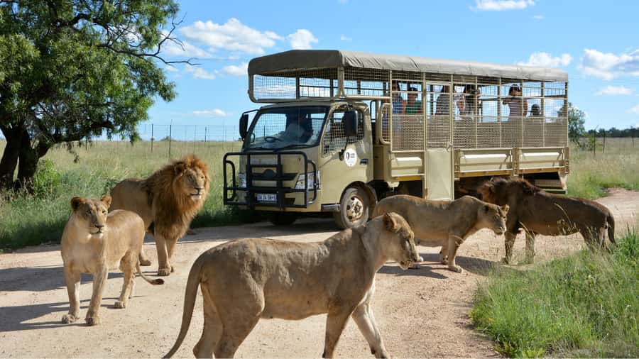 From Johannesburg: Lion & Safari Park Half-Day Tour - Key highlights you will actually care about