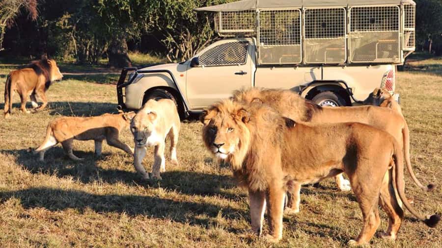 From Johannesburg: Lion & Safari Park Half-Day Tour - How the half-day timing works from Johannesburg