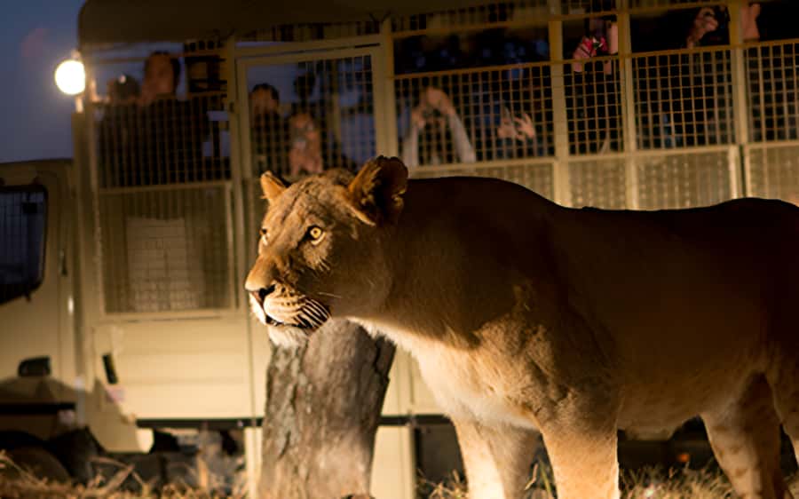 From Johannesburg: Lion & Safari Park Half-Day Tour - Entering Lion Park: what the park visit feels like