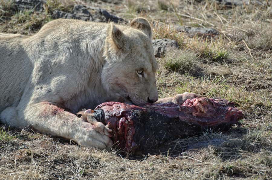 From Johannesburg: Lion & Safari Park Half-Day Tour - The open-vehicle safari drive: your 60-minute ticket to close sightings