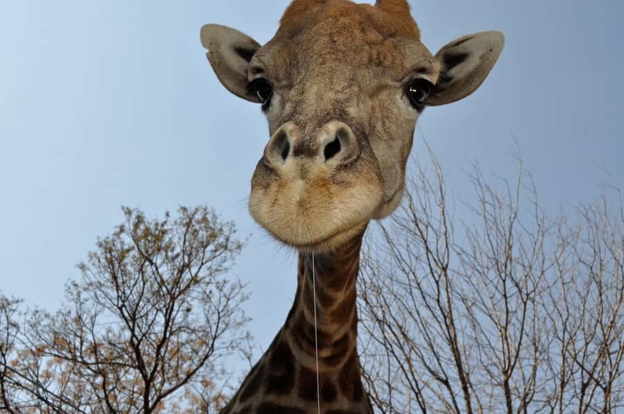 From Johannesburg: Lion & Safari Park Half-Day Tour - Lions, cheetahs, wild dogs, hyenas, and the rare white lion question