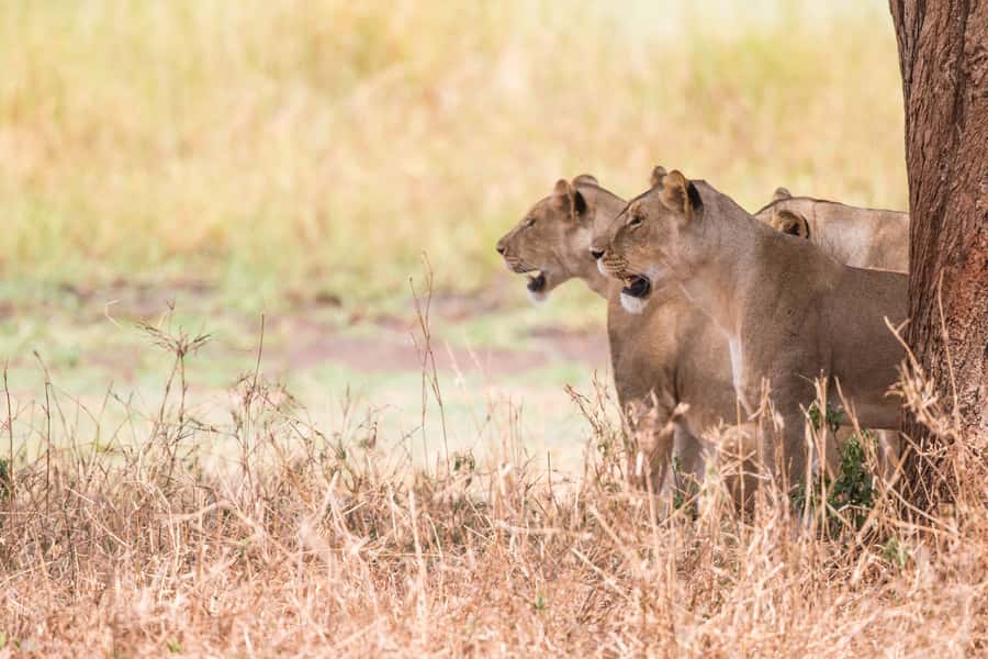 From Johannesburg: Lion & Safari Park Half-Day Tour - Group size and English guidance: why the small number helps