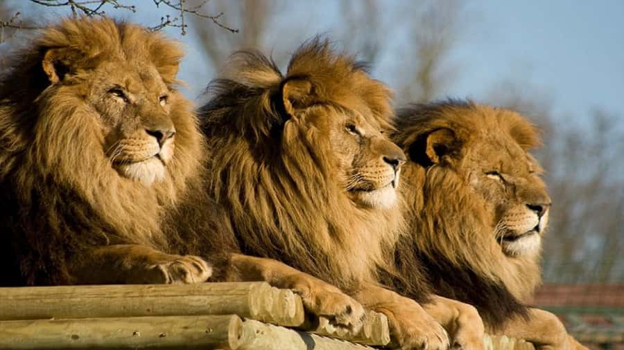 From Johannesburg: Lion & Safari Park Half-Day Tour - What the tour includes, and what you need to plan for yourself