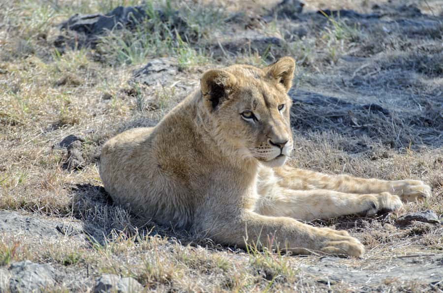 From Johannesburg: Lion & Safari Park Half-Day Tour - Price and logistics: is $167 per person good value?
