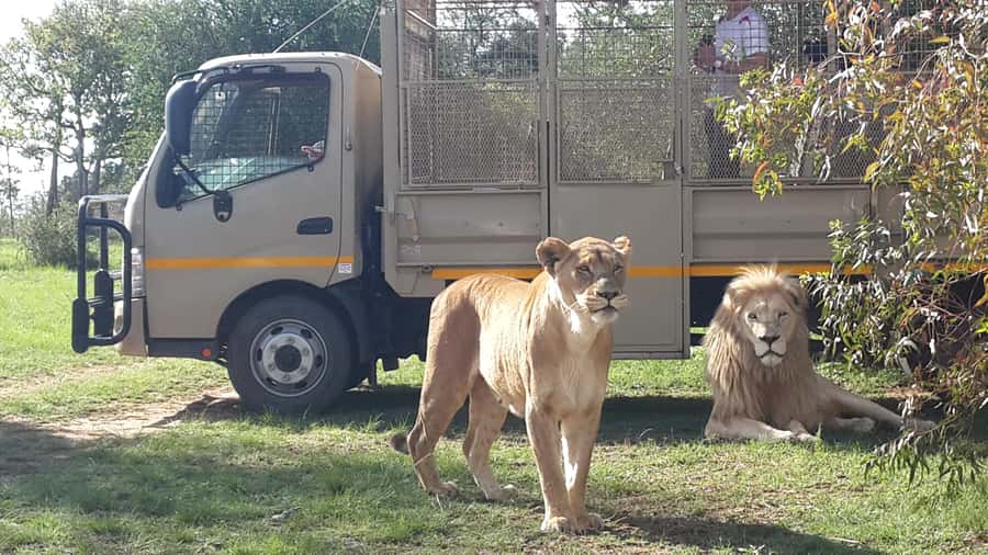 From Johannesburg: Lion & Safari Park Half-Day Tour - Pickup and transfer: comfortable and organized, with a local route vibe