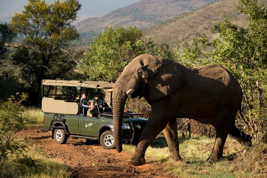 From Johannesburg: Pilanesberg National Park Safari - Pilanesberg Big Five in One Long Day from Johannesburg