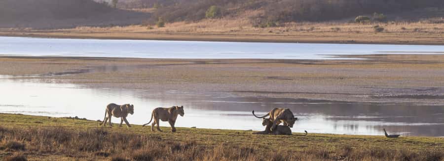 From Johannesburg: Pilanesberg National Park Safari - Game Drive Timing: What 3 Hours in Pilanesberg Really Means