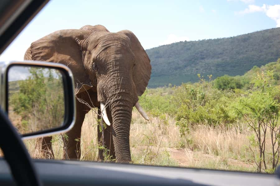 From Johannesburg: Pilanesberg National Park Safari - Lunch on a Tight Schedule, and Why You Should Confirm