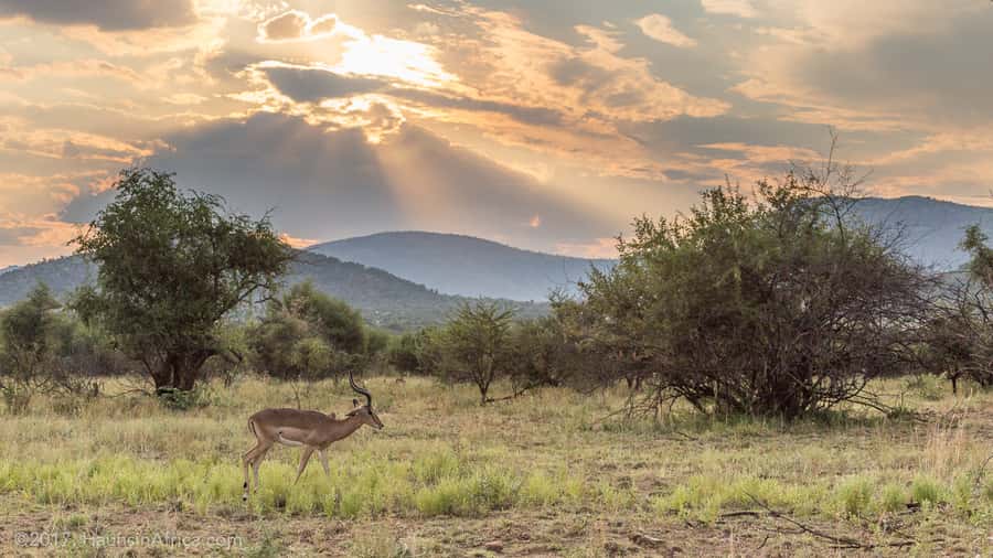 From Johannesburg: Pilanesberg National Park Safari - Road Trip Comfort: Pickup From Johannesburg (and O.R. Tambo) With AC