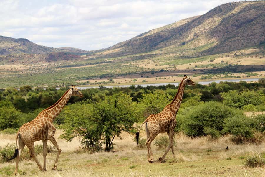 From Johannesburg: Pilanesberg Nature Reserve Game Safari - Afternoon Safari Drive: Chasing the Big Five Moments