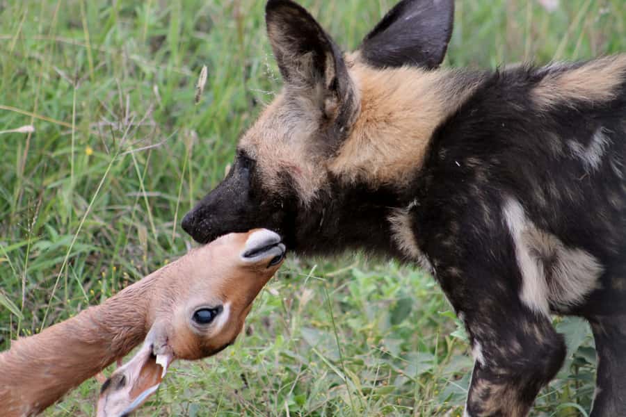 From Johannesburg: Pilanesberg Nature Reserve Game Safari - Big Five Reality Check: You Can Maximize Chances