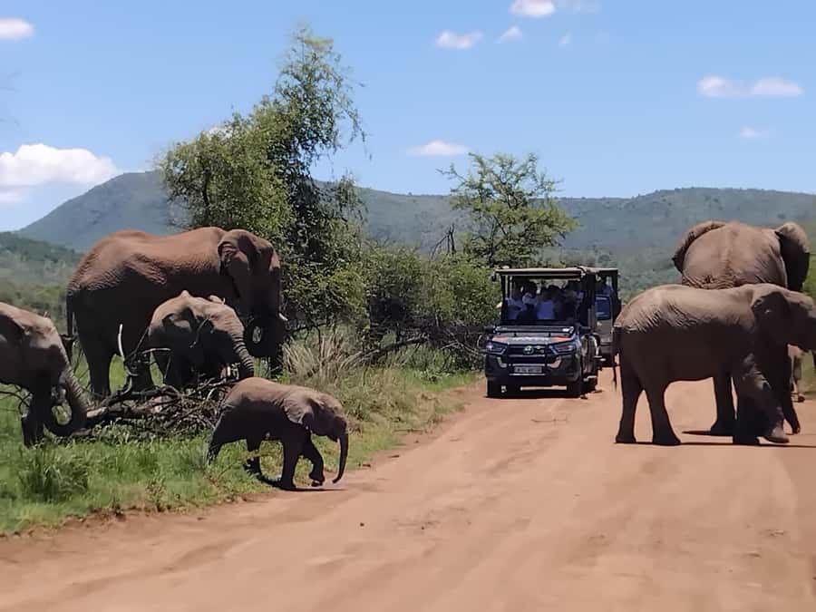 From Johannesburg: Pilanesberg Nature Reserve Game Safari - Why Pilanesberg’s Water and Habitat Matter for Sightings