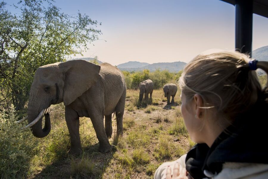 From Johannesburg: Pilanesberg Nature Reserve Game Safari - Price and Value: Is $186 a Good Deal?