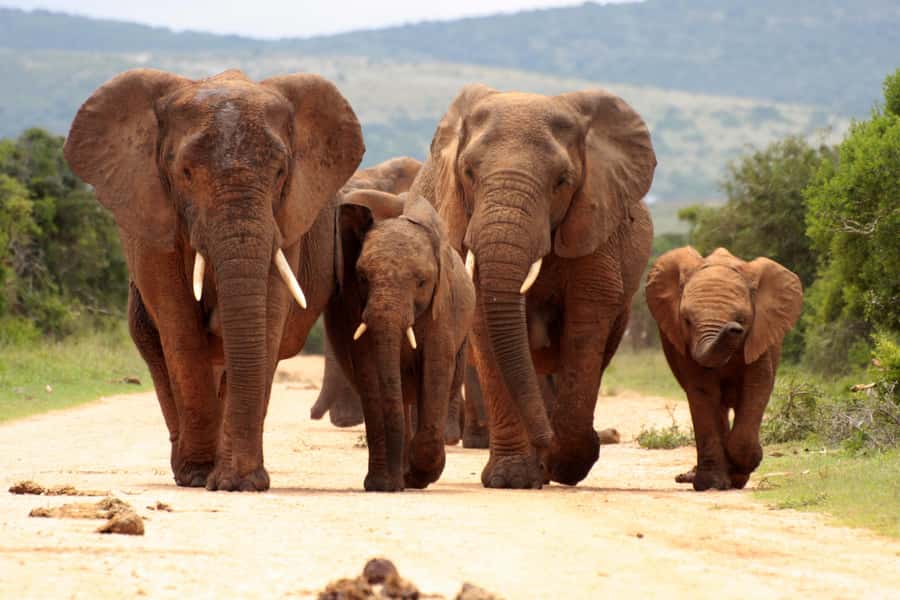 From Johannesburg: Pilanesberg Wildlife Safari - From Johannesburg to Pilanesberg: The Value of a 12-Hour Safari Day