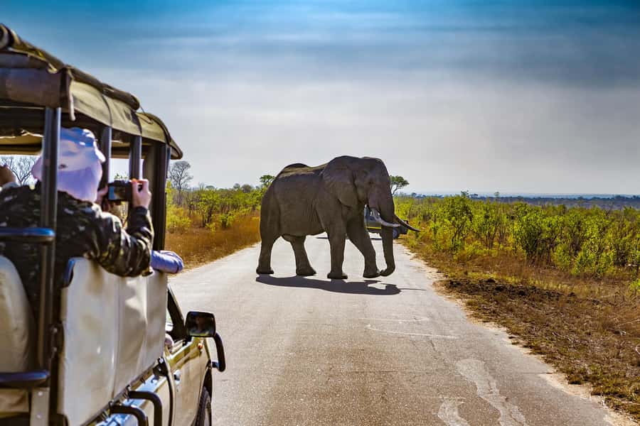 From Johannesburg: Pilanesberg Wildlife Safari - First Game Drive (About 3 Hours): The Best Window to Spot Action