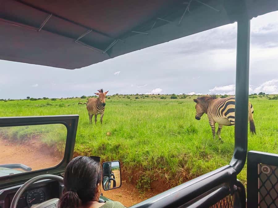 From Johannesburg: Rhino & Lion Safari and Wonder Cave Tour - Key highlights you will actually care about