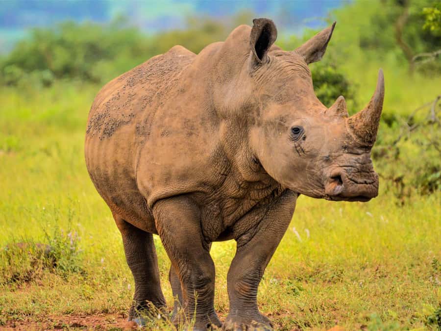 From Johannesburg: Rhino & Lion Safari and Wonder Cave Tour - Wildlife Centre and Predator Camp: Why This Part Feels More Than a Photo Stop
