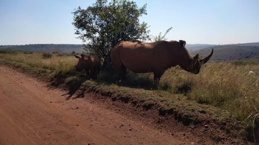 From Johannesburg: Rhino & Lion Safari and Wonder Cave Tour - Bothongo Safari in an Open Vehicle, Plus the Conservation Angle