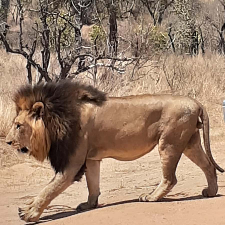 From Malelane: Half Day Kruger Park Wildlife Safari - Dawn pickup from Malelane, and why that matters