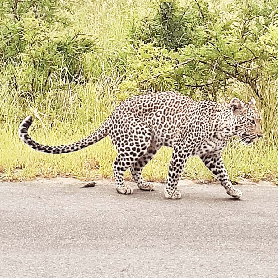 From Malelane: Half Day Kruger Park Wildlife Safari - What to bring, what to expect, and the rules that keep it safe