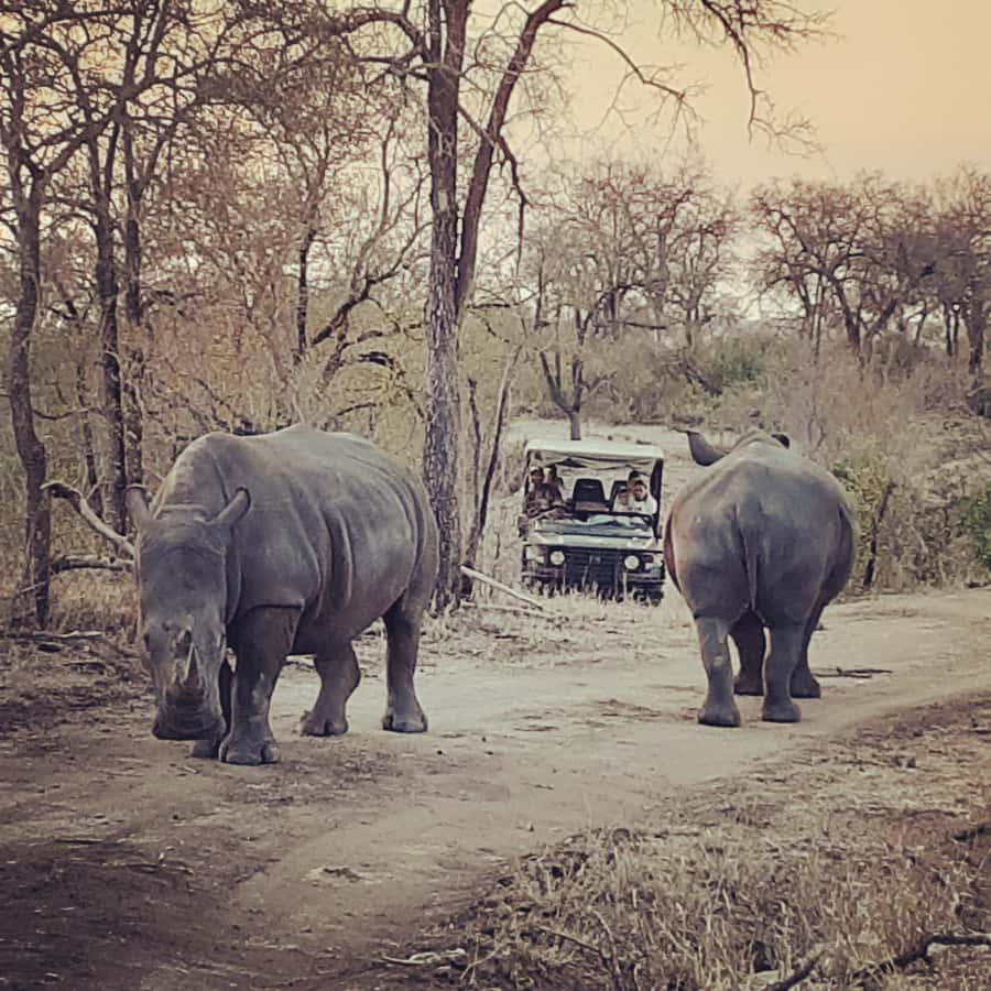 From Malelane: Kruger National Park Afternoon Safari - Key things I’d watch for