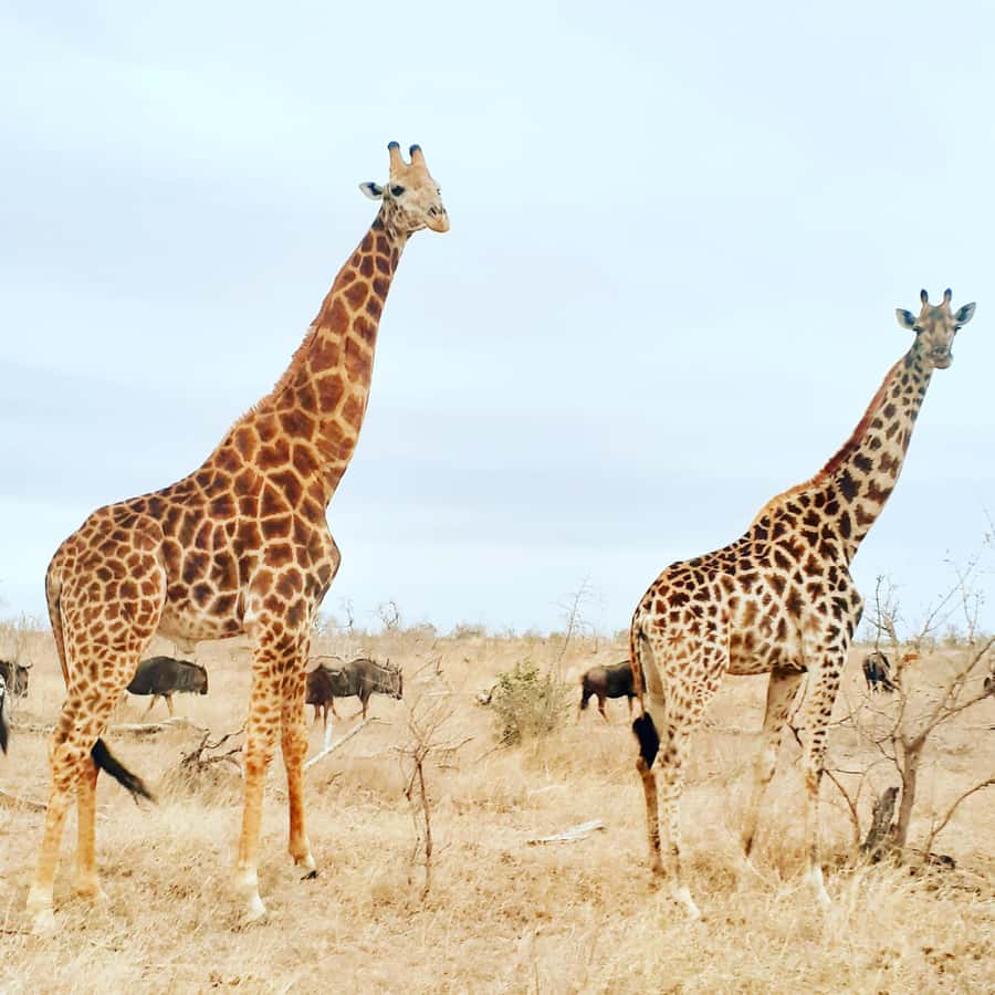 From Malelane: Kruger National Park Afternoon Safari - Why the afternoon slot in Kruger feels different from a full day
