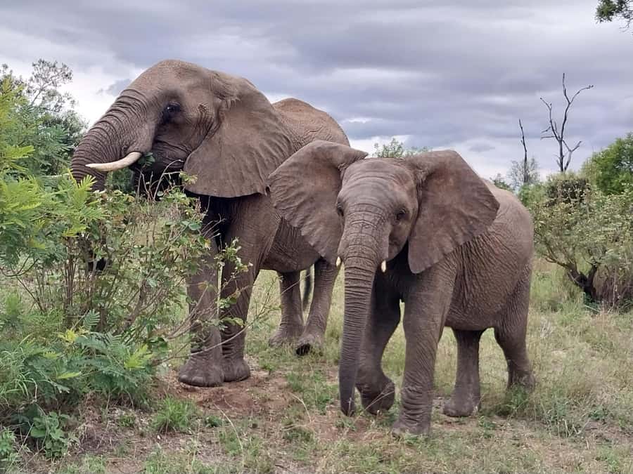 From Malelane: Kruger National Park Afternoon Safari - Price and value: what $102 covers, and what you should budget for