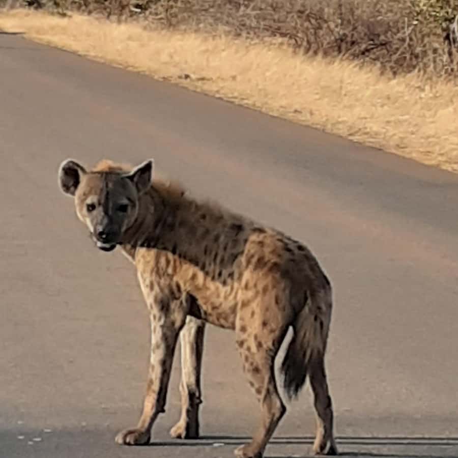 From Malelane: Kruger National Park Afternoon Safari - Getting picked up from Malelane and riding in a true safari vehicle