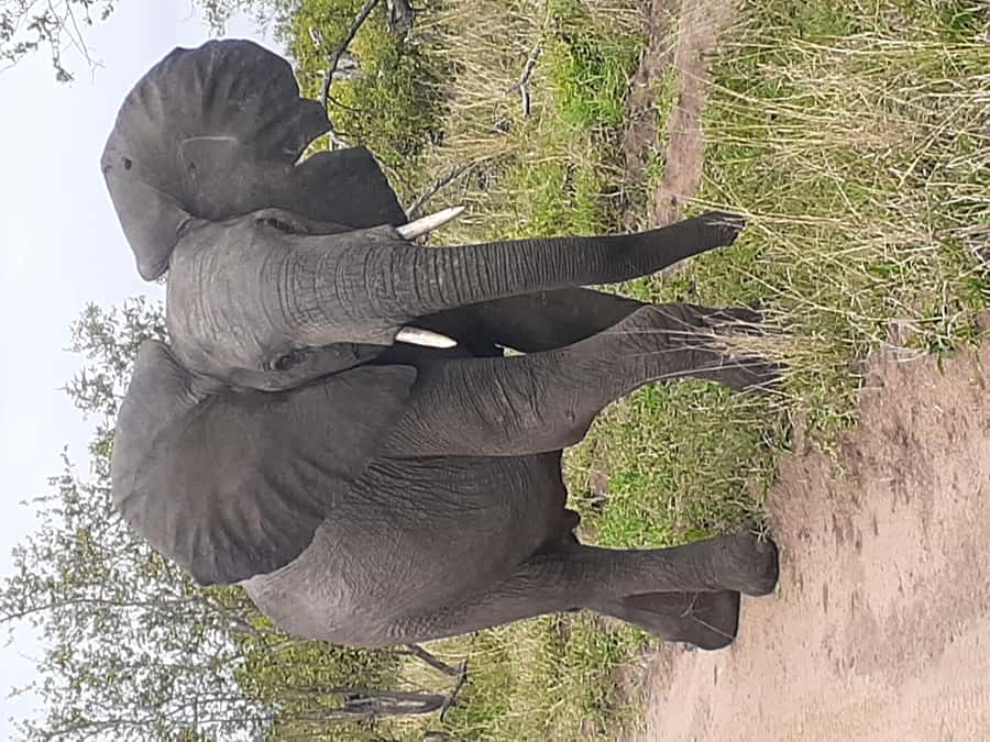 From Malelane: Kruger National Park Full-Day Safari - Key things to know before you go