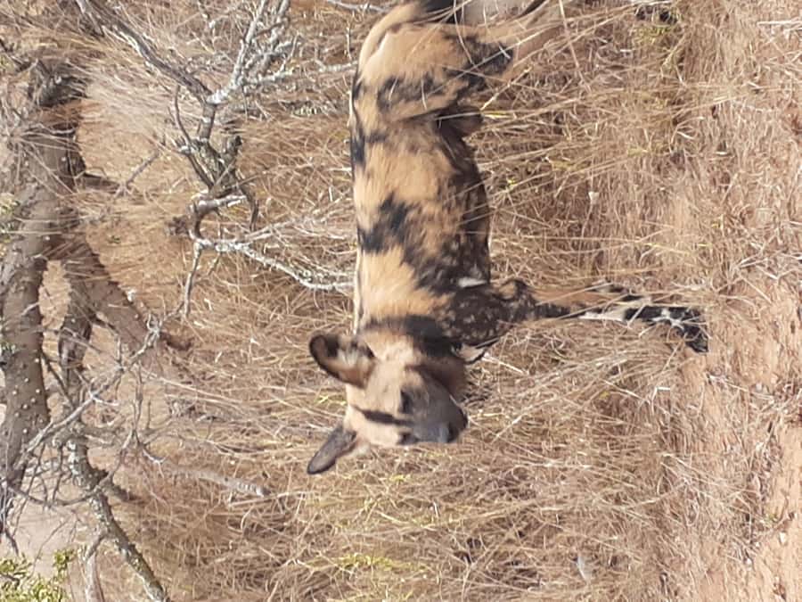 From Malelane: Kruger National Park Full-Day Safari - A very early start in Malelane, and why it pays off