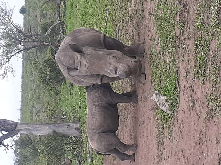 From Malelane: Kruger National Park Full-Day Safari - The morning route inside Kruger, your wildlife time block