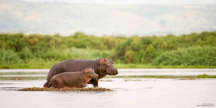 From Marloth Park: Sunset River Cruise Safari - Wildlife spotting on the Komati and Crocodile Rivers, and the honest odds