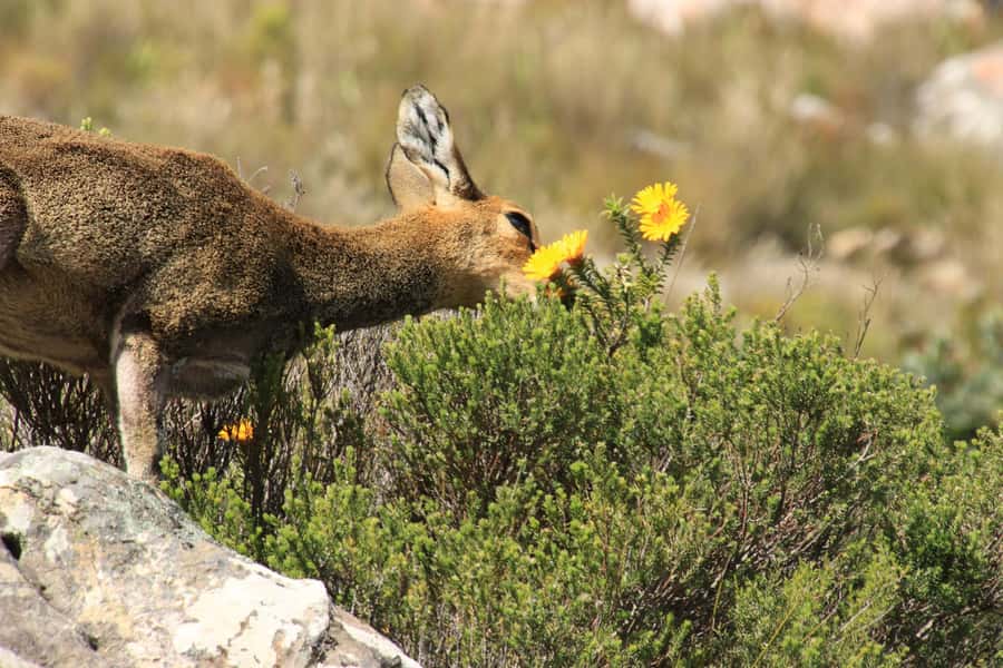 From Oudtshoorn: Full-Day Private Swartberg Mountain Tour - Key Things I’d Not Miss on This Swartberg Day