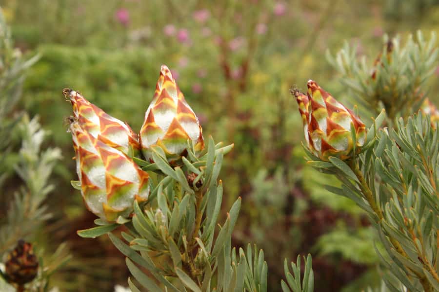 From Oudtshoorn: Full-Day Private Swartberg Mountain Tour - The 300-Million-Year Rock Story: Folded Sandstone on the Pass