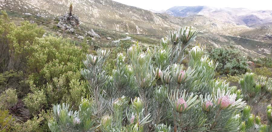 From Oudtshoorn: Full-Day Private Swartberg Mountain Tour - Prince Albert Lunch: A Light Break That Keeps the Day Comfortable