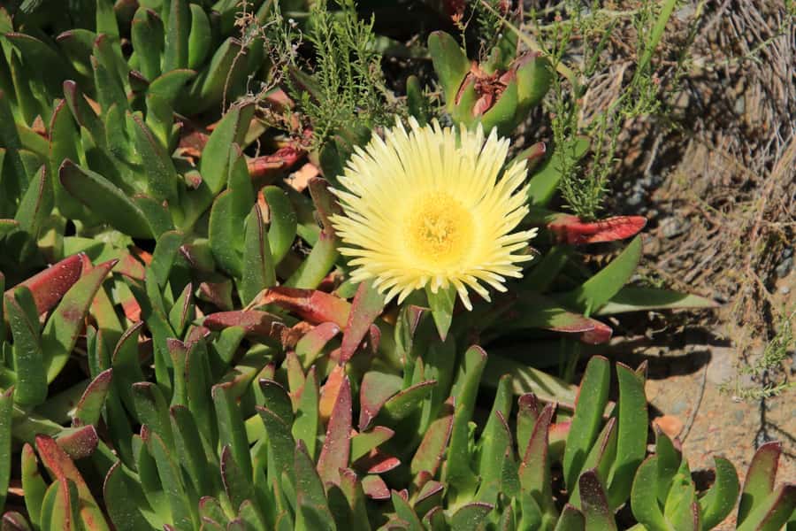 From Oudtshoorn: Full-Day Private Swartberg Mountain Tour - Swartberg Pass Hike: National Monument, 900m Ascent, 3 Hours of Walking