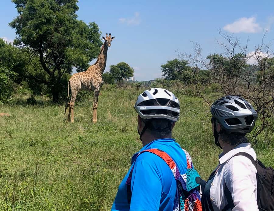From Pretoria: E-Bike in the wild with game near Jo'burg - Wildlife viewing, from zebra to giraffe, at a human pace
