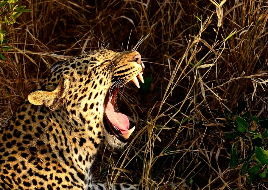 From Richards Bay: Hluhluwe Imfolozi Game Reserve Day Trip - Key things to know before you go