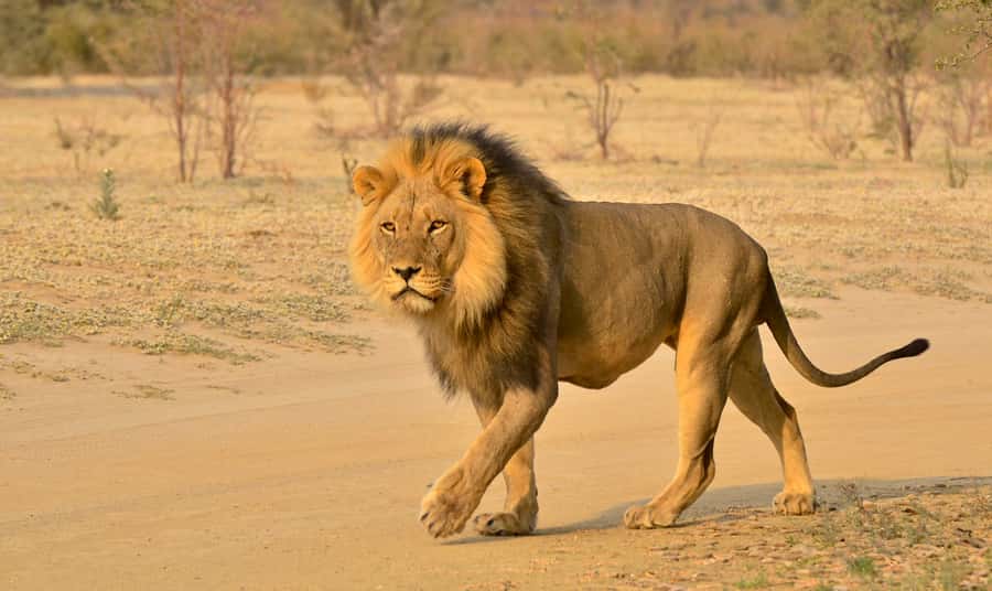From Richards Bay: Hluhluwe Imfolozi Game Reserve Day Trip - From Richards Bay Harbor to the savannah in 6 hours