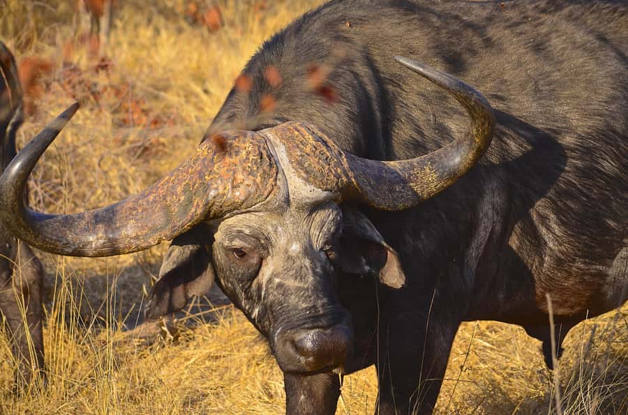From Richards Bay: Hluhluwe Imfolozi Game Reserve Day Trip - What a closed-vehicle drive feels like in practice